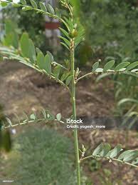 Image result for Phyllanthus fraternus
