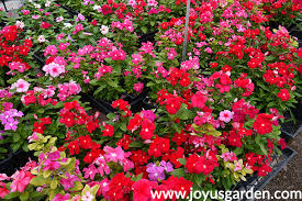 Annuals are typically split into. Colorful Summer Annuals For The Full Sun Joy Us Garden