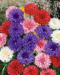 Bachelor Button A K A Cornflower Cornflower Centaurea Cyanus Polka Dot Mix Seeds 7 Gram Covers Approxi Flower Seeds Bachelor Button Flowers Grow Flower Seeds