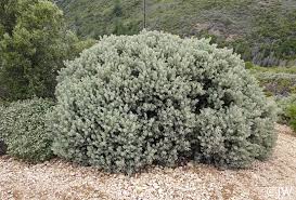 Image result for Heterotis canescens