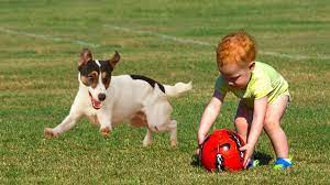 Check spelling or type a new query. Smart Dogs Play Catching Ball With Babies Funny Pets Youtube