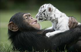 Love Has No Boundries Binatang Buas Binatang Lucu Bayi Hewan