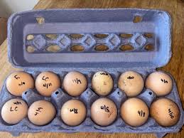 Lemon Cuckoo Orpington