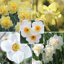 Narcissus Fragrant Daffodil Collection Daffodils Grow Almost Anywhere Multiply Naturally And Aren T Bothered B Daffodil Bulbs Daffodils Early Spring Flowers
