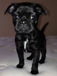 They tend to get along well with children, other dogs, and other pets. 84 Bug Bugg Dogs Boston Terrier Pug Mix Ideas Boston Terrier Pug Pug Mix Dogs