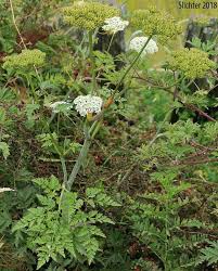 Image result for Conium