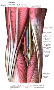 Sural refers to the calf region of the crus, . Popliteal Fossa Wikipedia