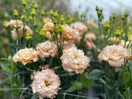 Image result for eustoma lisianthus in garden