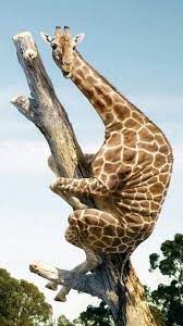 40 New And Cute Phone Backgrouds Page 27 Of 40 Veguci Cute Animals Cute Funny Animals Funny Animals