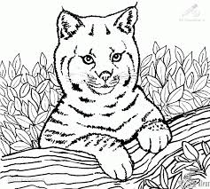 Kleurplaten dieren moeilijk fris nieuw schattige kleurplaten van 1024 x 1024 jpg pixel. Kleurplaten Dieren Kleurplaten Kleurplaat Nl