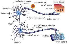 Berikut kami sediakan makalah yang berjudul sistem saraf pada manusia. Sistem Regulasi Manusia Saraf Hormon Alat Indra Gangguan