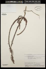 Image result for Struthiola