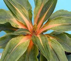Mystery Houseplant Chlorophytum Orchidastrum Fireflash House Plants Plants Unusual Plants
