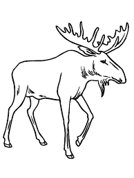 Cute Moose Drawing Gallery Coloring Pages Animal Coloring Pages Forest Coloring Pages