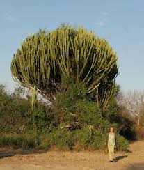 Image result for Ipomoea shirambensis