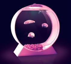 Fancy A Pet Jellyfish Jellyfish Tank Pet Jellyfish Jellyfish