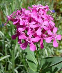 It can grow to 4 feet. 151 Flowers Plants That Start With C With Pictures And Facts