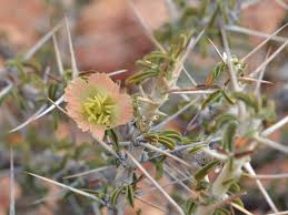 Image result for Monsonia senegalensis