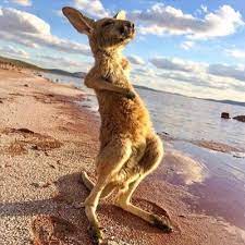 Simply click on the map below to visit each of the regions of south australia. South Australia Southaustralia Twitter