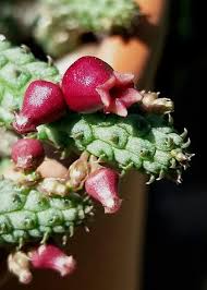 Image result for Eriolaena rulkensii