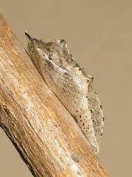 Check spelling or type a new query. Uk Butterflies All
