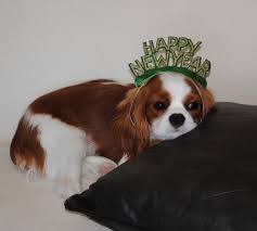 Happy New Year King Charles Cavalier Spaniel Puppy King Charles Dog King Charles Puppy