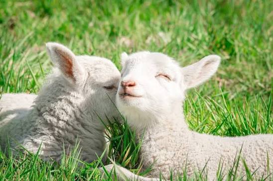 Organically-pastured lamb: ethical protein | Tremblant Express