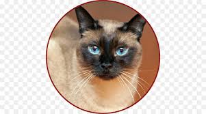 Kucing himalaya adalah jenis kucing dengan sepasang mata biru cerah dan warna titik pada rambut panjang atau bulunya. Cats Cartoon Png Download 500 500 Free Transparent Siamese Cat Png Download Cleanpng Kisspng