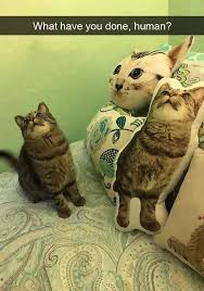 19 Clean Cat Memes Laughing So Hard Meme Cell Funny Cats Cute Funny Animals Funny Cat Memes In addition, numerous academic research projects ceiling cat is an image of an orange cat peering through a hole in the ceiling that has been online since 2003. cute funny animals funny cat memes