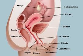 Dan ini adalah hari yang lebih bersejarah bagi kaum ilmuwan wanita. Na Sa On Twitter Perempuan Ada 4 Lubang Kena Jaga Urethra Kena Uti Vagina Period Rectum Haemorrhoid Last Lubang Kena Jaga Adalah Mulut Untuk Tidak Menyakiti Hati Orang Dan