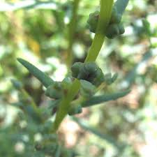 Image result for Suaeda plumosa