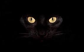 1080p Hd Dark Cat Wallpaper High Quality Desktop Iphone And Android Background And Wallpaper Animals Wallpapers Hd Cat Dark Cat Wallpaper Cats