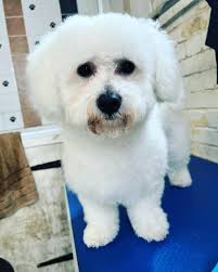 Common dogs grooming