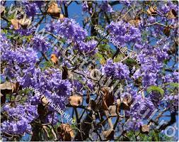 Jacaranda copacul violet foto jacaranda shutterstock jacaranda. Copacul Violet Jacaranda Mimosifolia Horticultorul Ro