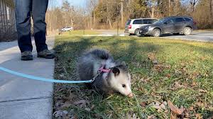 At blue ridge wealth management, we know how to take the complexity out of financial planning. Blue Ridge Wildlife Center Home Facebook