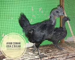 Ayam Cemani Usia 2 Bulan Sepasang Pesanan Bapak Asun Di Jakarta Ayo Pesan Sekarang Kami Bisa Mengirimkan Ke Seluruh Indones Animals Bird Birds