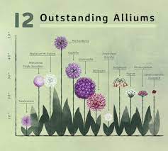 Planning Guide For Alliums Longfield Gardens Longfield Gardens Vegetable Garden Design Plants
