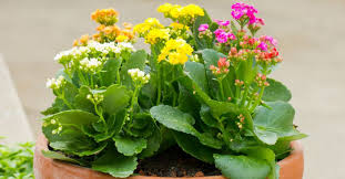 Maybe you would like to learn more about one of these? Can You Plant Kalanchoe Outdoors World Of Succulents