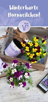 Winterhart Dauerbl Her Tolle Farben Jetzt Sicher Online Bestellen Gratisversand Ab 35 Blumen Herbstpflanzen Gartenblume In 2020 Fall Plants Plants Espalier Fruit Trees
