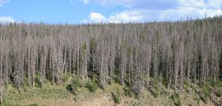 The canadian rockies is being decimated by an aggressive insect that has attacked and killed more than 16million hectares of forest in the region, an area twice the size of scotland. Bark Beetles Forest Fires A Common Misconception