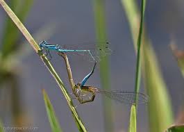 Image result for Natural Yellow 1999 Fleet