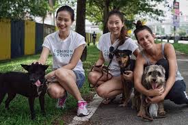 Check out the cats available for adoption from our shelter! Help These 6 M Sian Ngos Create A Better Life For Abused Animals