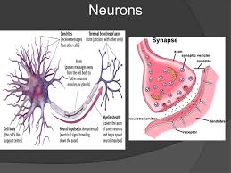 How neurons communicate with each other at synapses. Draw A Neuron And A Synapse And Label As Much Of It As You Can Ppt Video Online Download