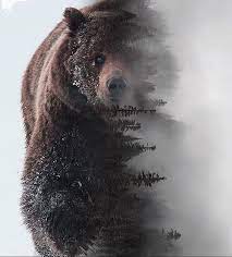 Maybe you would like to learn more about one of these? Putina Poisk V Tvittere Tvitter Bear Art Bear Artwork Fantasy Bear Art