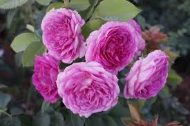 The key is to remove all of the root system of the unwanted seedlings so that the plant will not regenerate. Lavender Crush Engish Style Shrub Rose Featuring Intense Citrus Blossom And Rose Aromas Blooming Rose Shrub Rose Rose