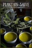 Image result for how to make broadleaf plantain acne treatment