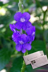 Image result for Stachytarpheta urticifolia