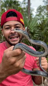 Animal and Reptile Addict (@nickthewrangler) · Instagram 照片和视频