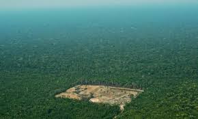 Deforestación en Amazonía: cae red por talar 9000 árboles ...