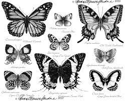 Pin By Veronica Ayelen On Tattoos Butterfly Black And White Monarch Butterfly Tattoo White Butterfly Tattoo